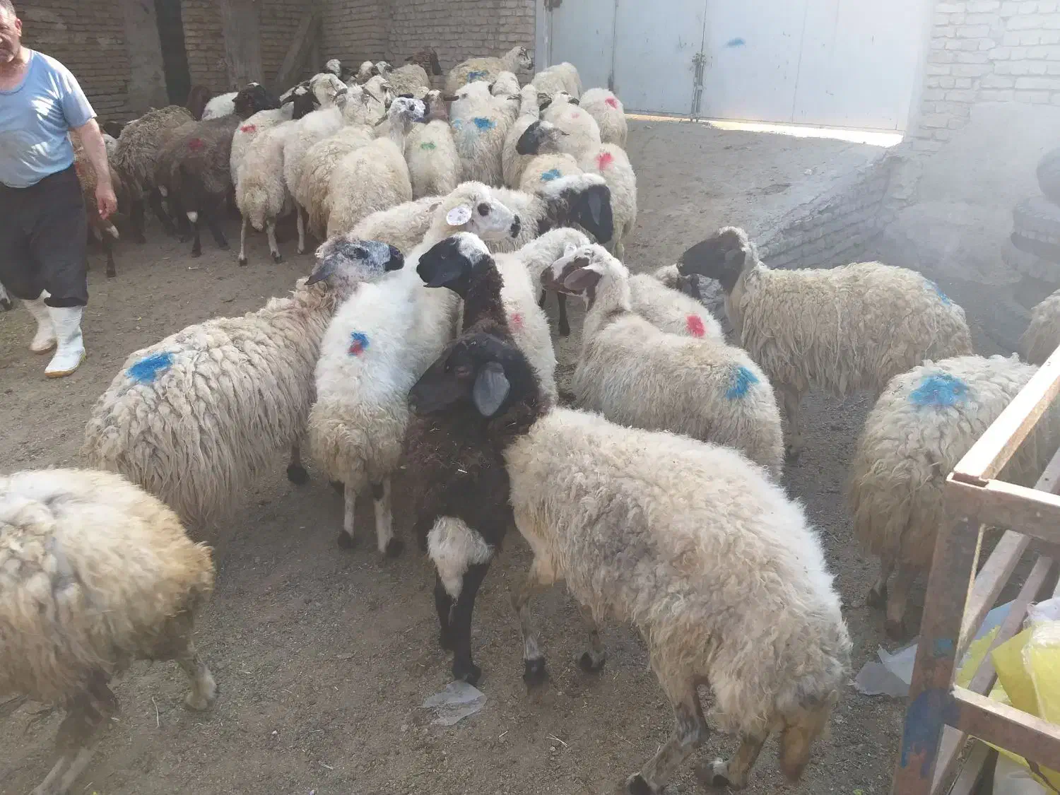 به یک نفر برای کار در دامداری نیاز مندیم|استخدام سرایداری و نظافت|خوی, |دیوار