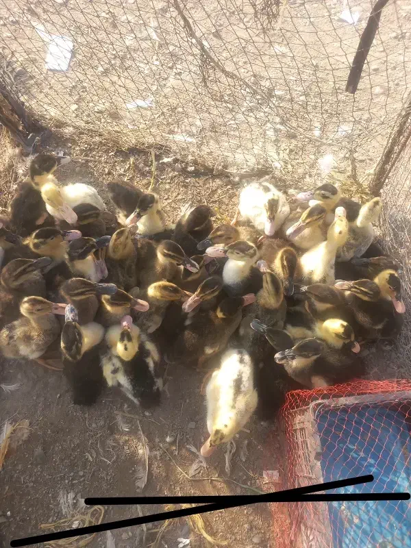 اردک محلی در آستانه اشرفیه|حیوانات مزرعه|آستانه اشرفیه, |دیوار