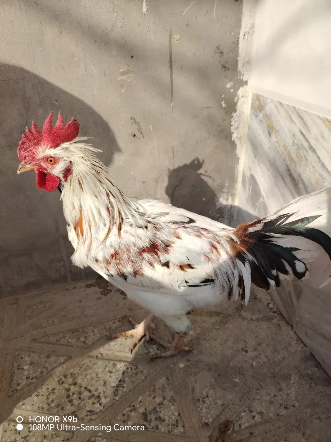 خروس گلین|حیوانات مزرعه|شهرضا, |دیوار