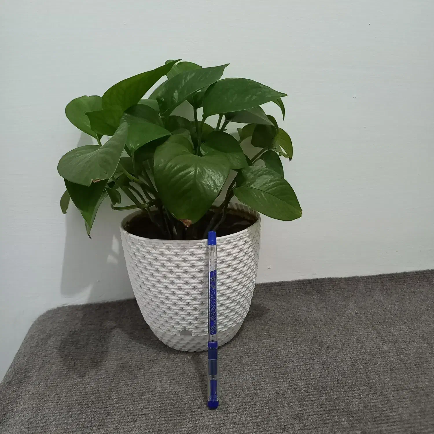 تعدادی گل|گل و گیاه طبیعی|ارومیه, |دیوار