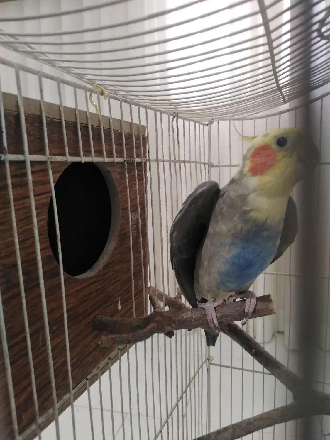 عروس هلندی نروماده|پرنده|فردیس, منظریه|دیوار