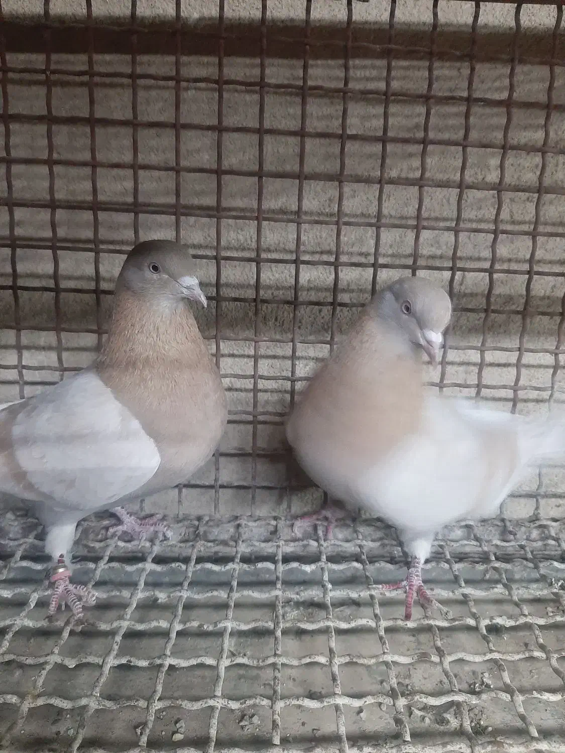 کفتر|پرنده|آفتاب, |دیوار