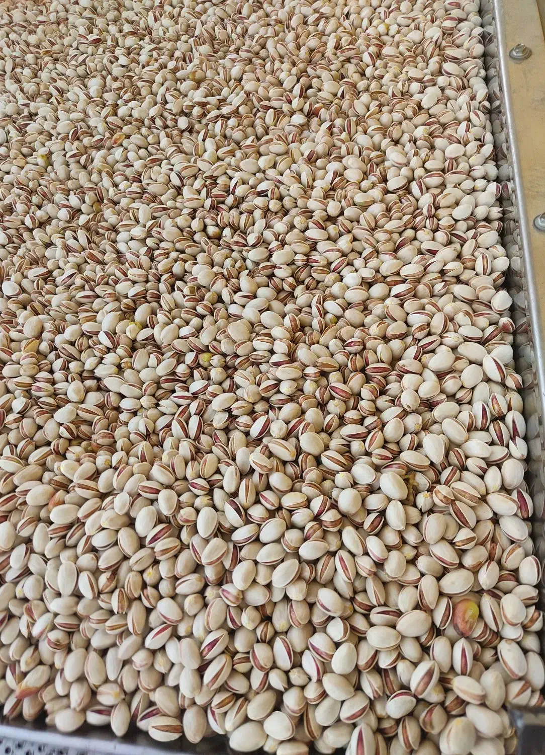 پسته و مغز پسته احمد آقایی امسالی|خوردنی و آشامیدنی|شاهینشهر, گزبرخوار|دیوار