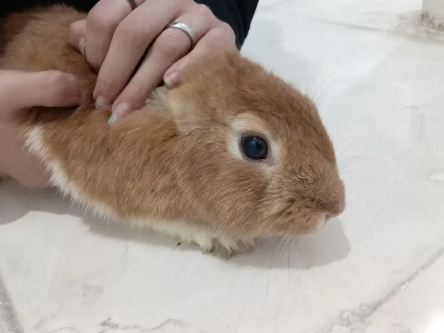 خرگوش|موش و خرگوش|قم, ولیعصر|دیوار