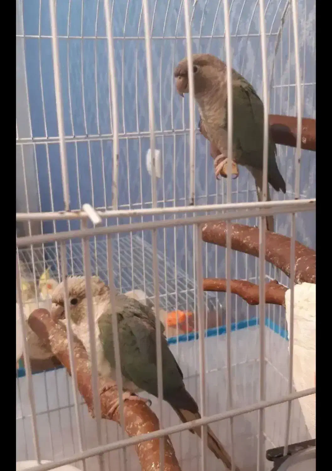 گرینچیک مولد پاین اپل|پرنده|اهواز, گلستان|دیوار