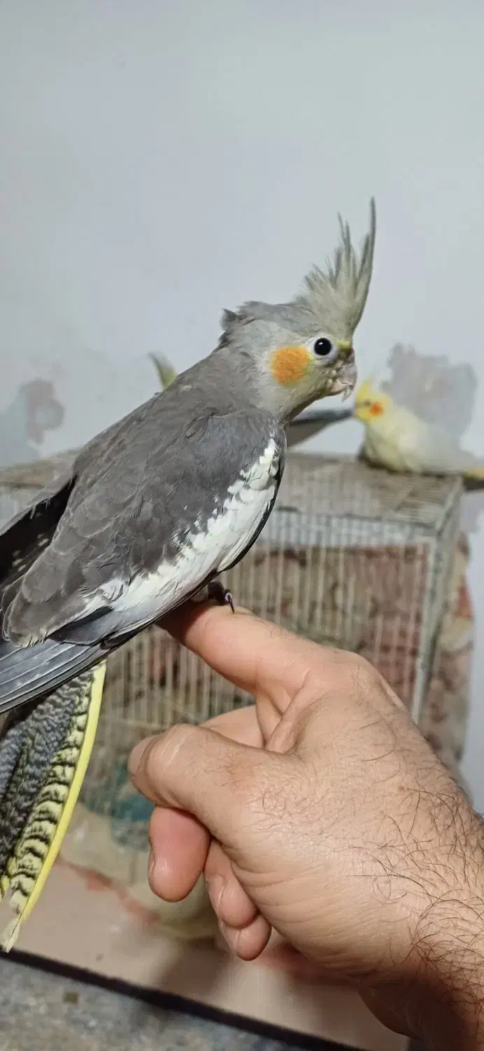 جفت عروس هلندی|پرنده|رشت, رودباری|دیوار