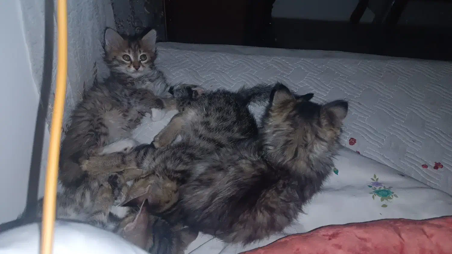 گربه|گربه|زنجان, |دیوار