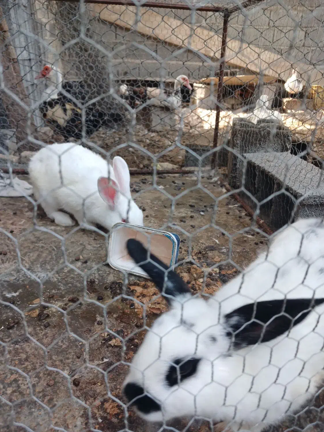 خرگوش ۱ ساله (فوری)|موش و خرگوش|ساری, |دیوار