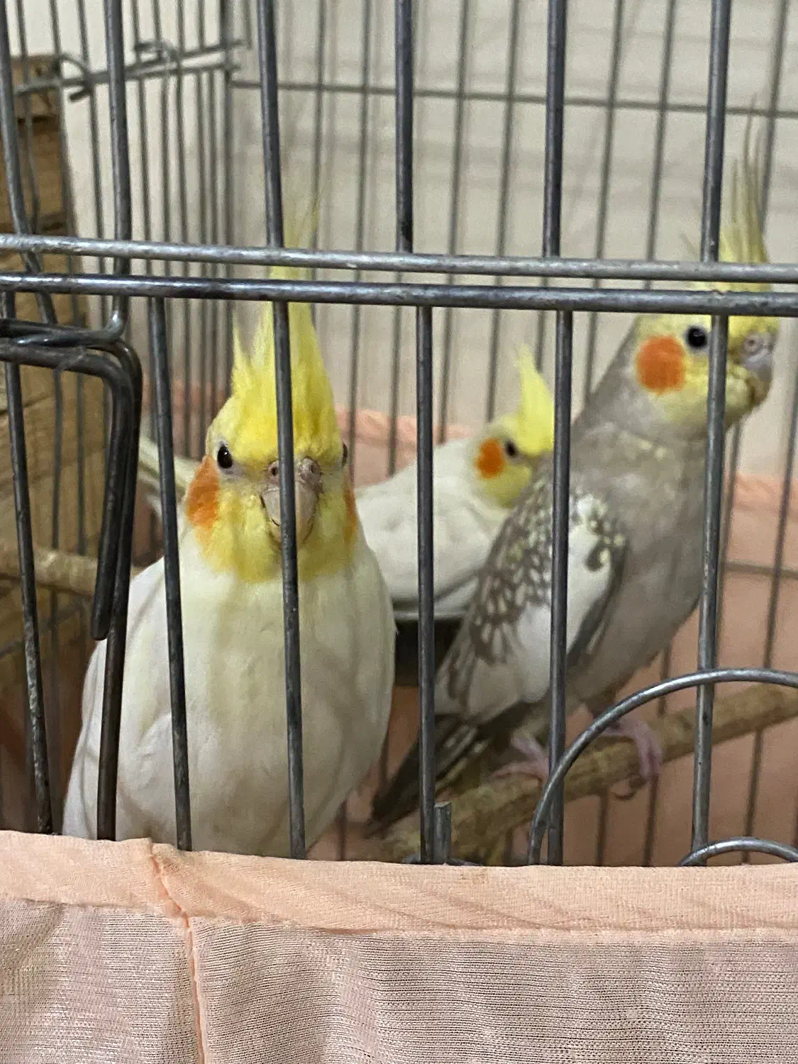 عروس هلندی|پرنده|تهران, تولید دارو|دیوار