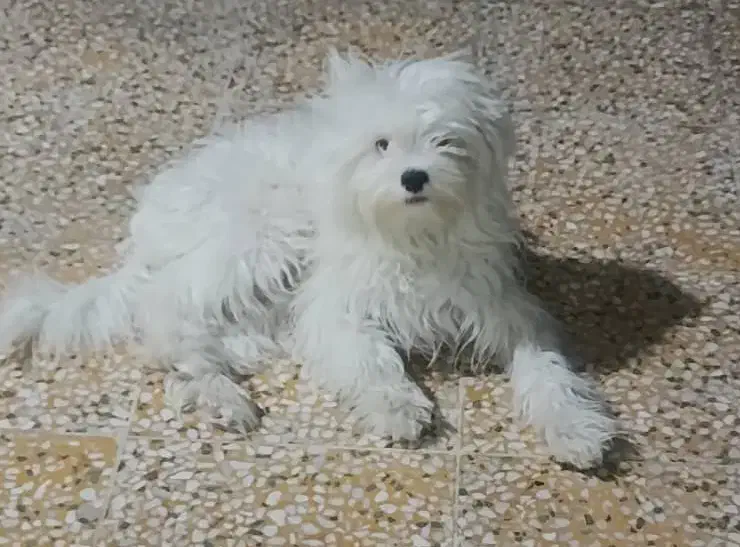 واگذاری سگ پاکوتاه|سگ|بهبهان, |دیوار