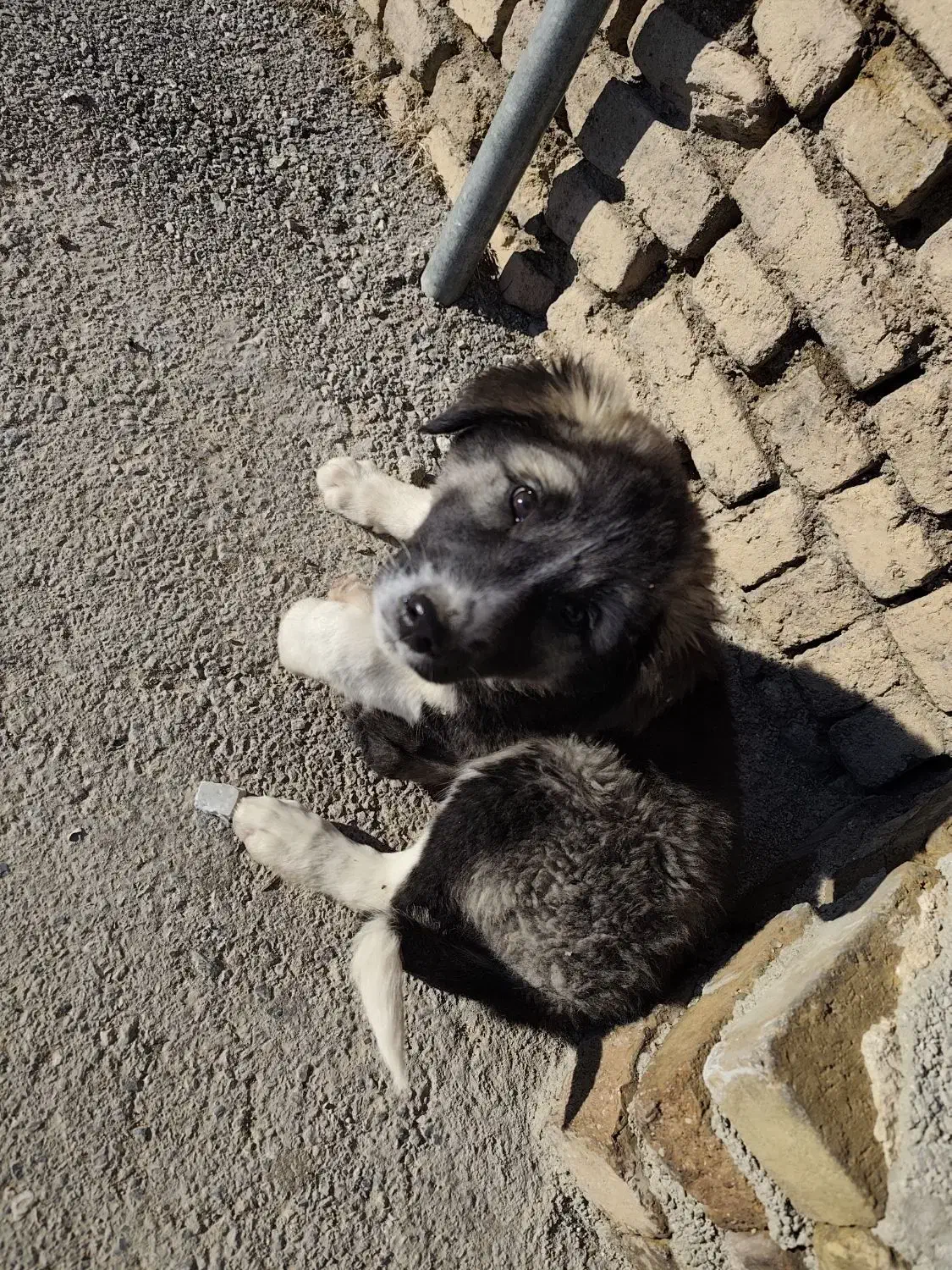 سگ نگهبان|سگ|بروجرد, |دیوار