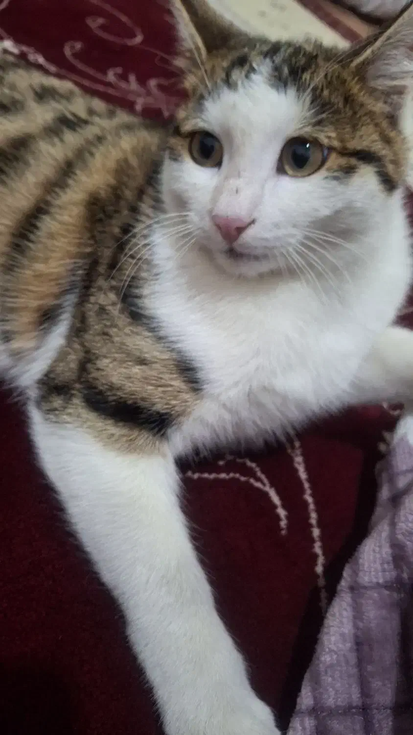 گربه|گربه|مشگین شهر, |دیوار