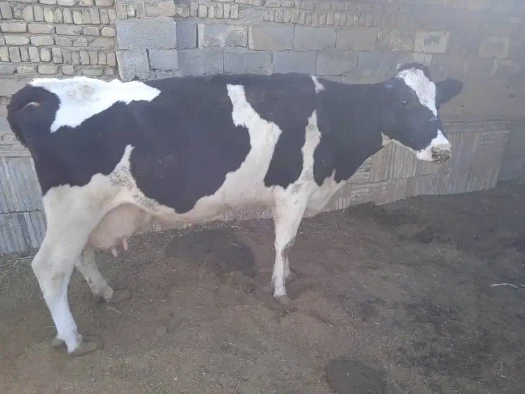 گاو و گوساله|حیوانات مزرعه|اصفهان, رهنان|دیوار