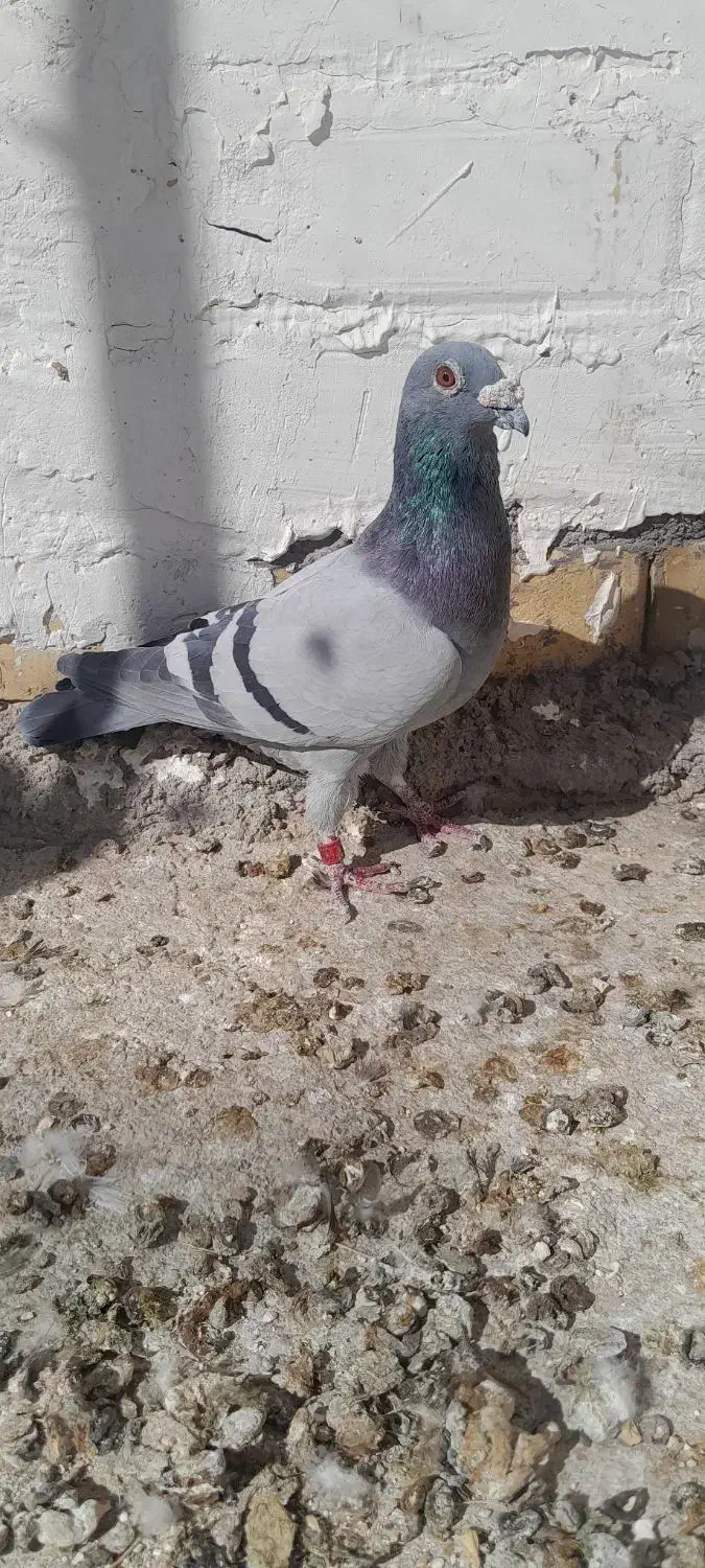 سبز آلمانی|پرنده|خواف, |دیوار