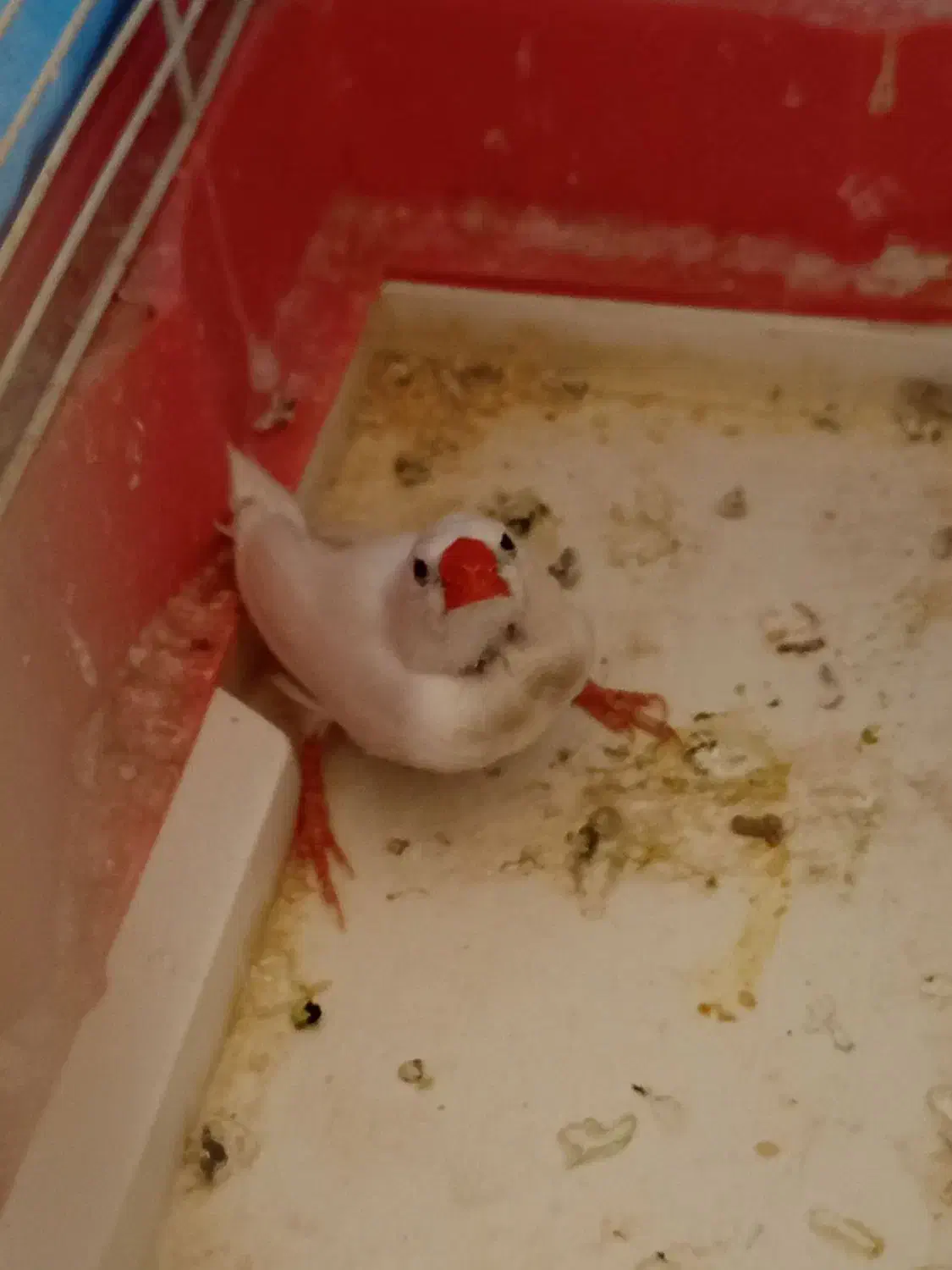 فنج نر یه جفت|پرنده|خسروشاه, |دیوار