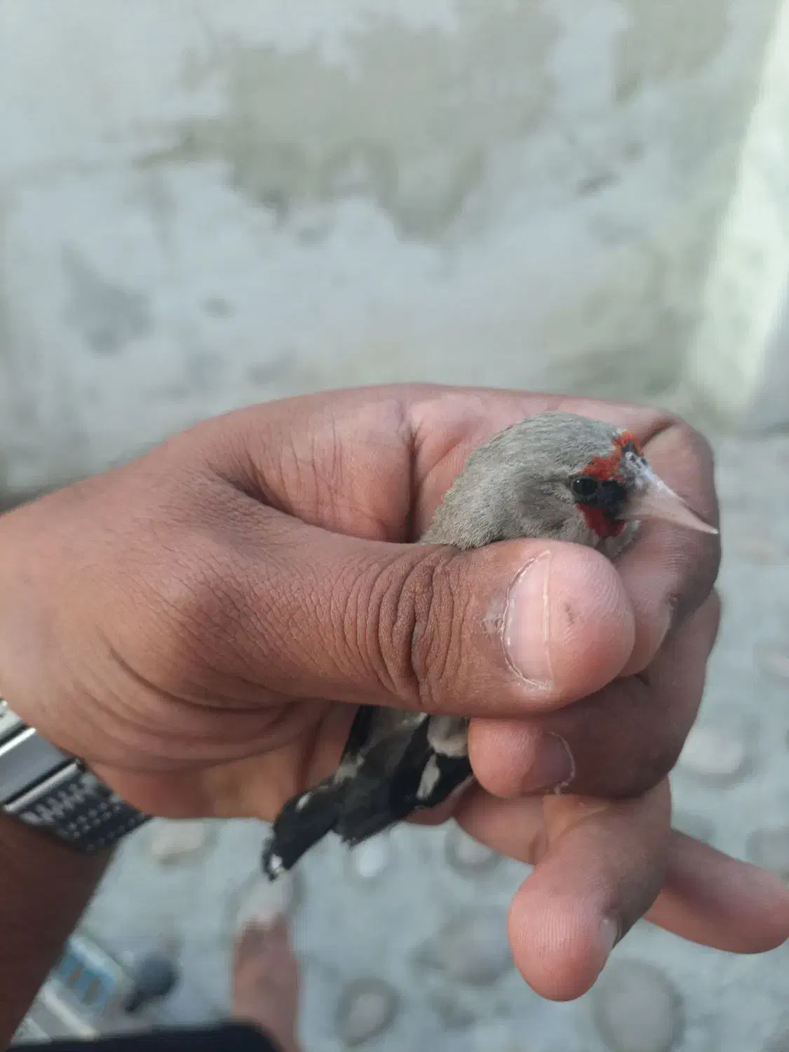 سهره نر به شرط|پرنده|ساری, |دیوار