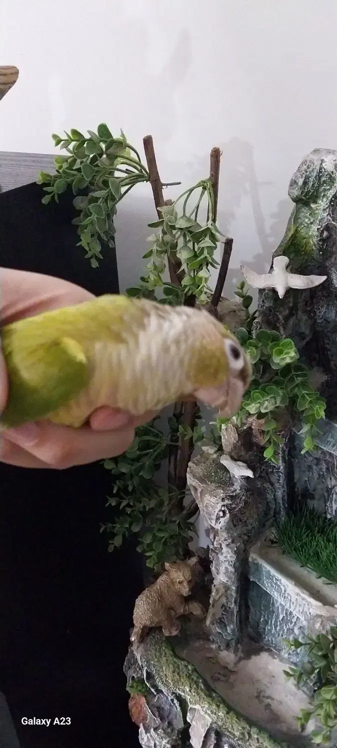 طوطی گرینچیک|پرنده|احمدآبادمستوفی, |دیوار