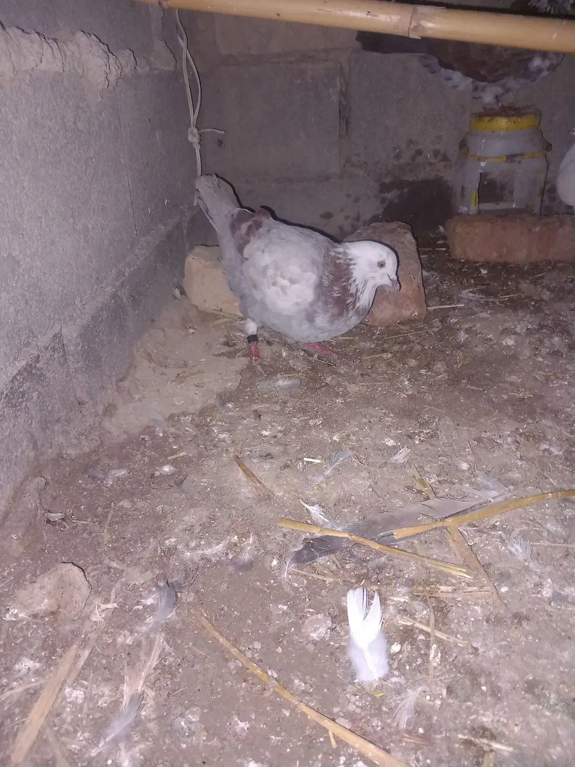 کبوتر پرشی|پرنده|گمیشان, |دیوار