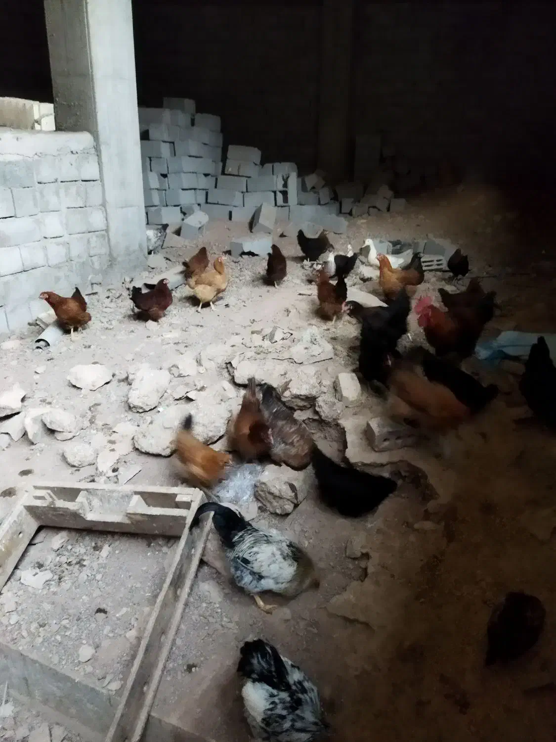 مرغ خروس|حیوانات مزرعه|صوفیان, |دیوار