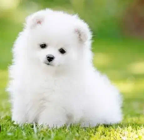 واگذاری سگ|سگ|زاهدان, |دیوار