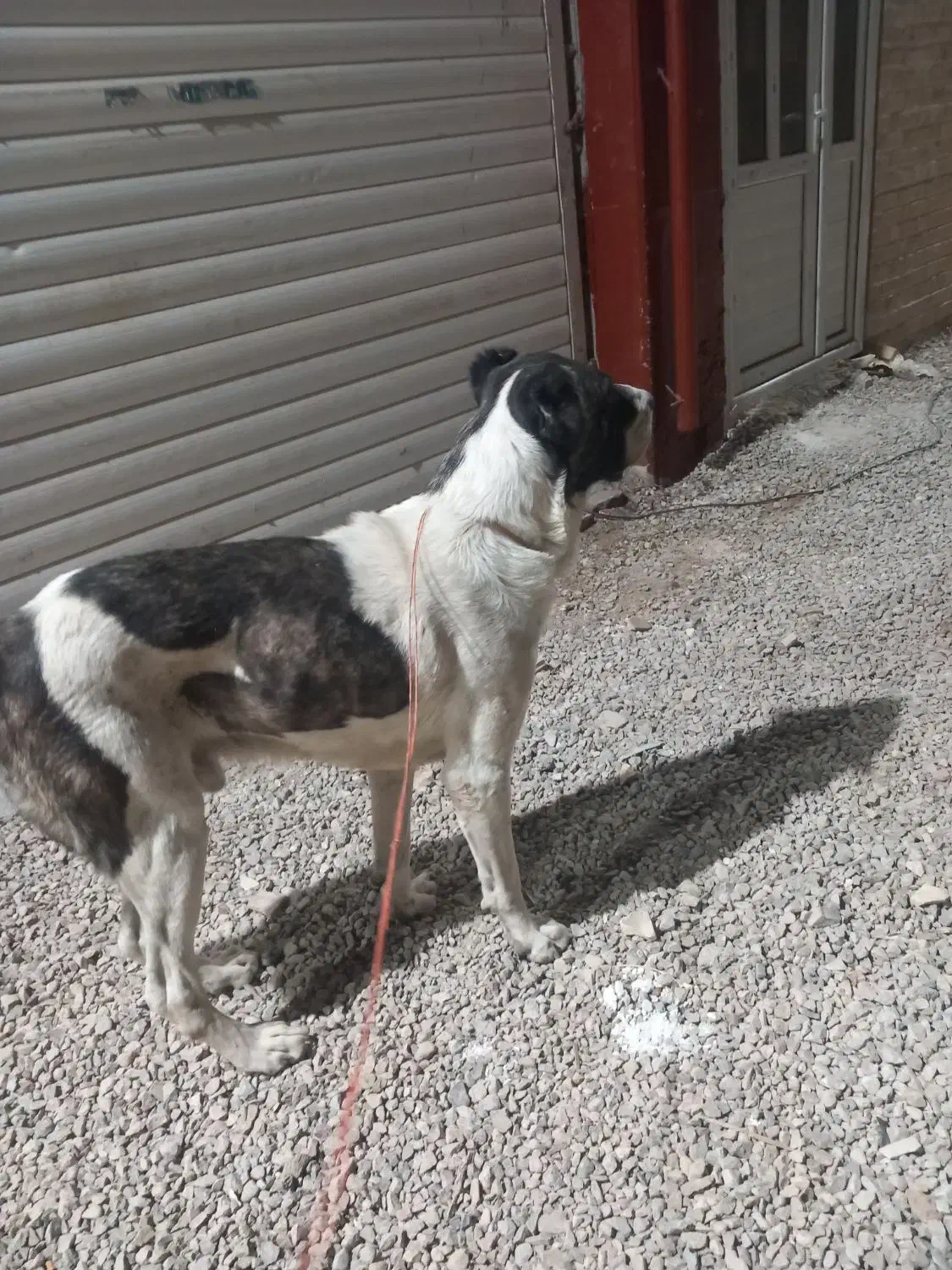 سگ‌افغانی|سگ|بجنورد, |دیوار