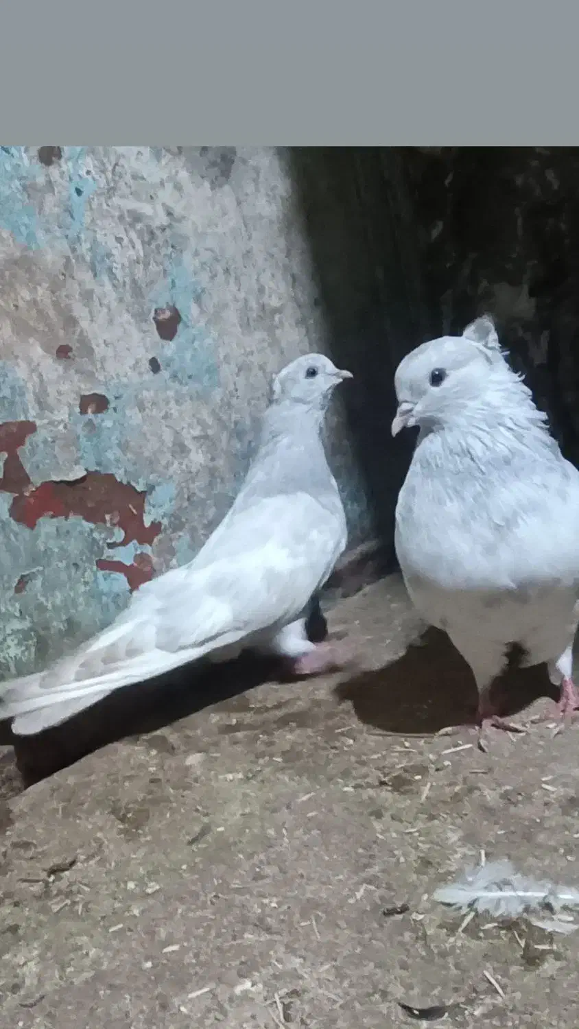 کبوتر  طوس|پرنده|شیرگاه, |دیوار