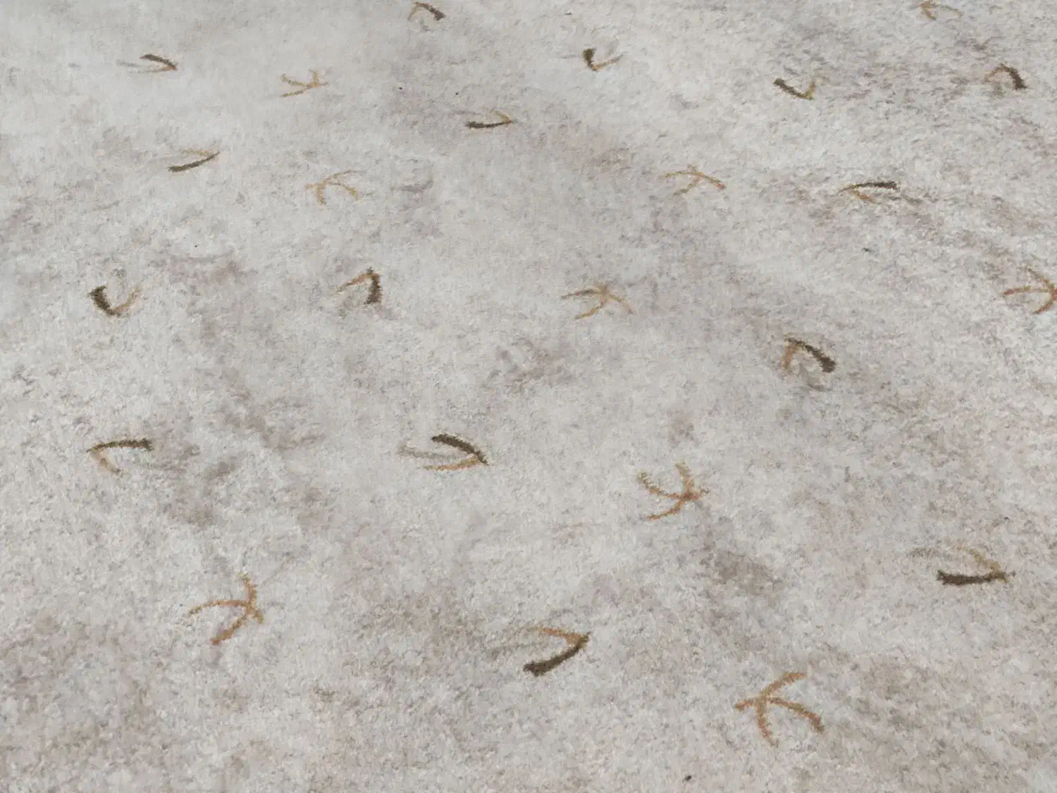 موکت ظریف  مدل هراز|موکت|دهلران, |دیوار