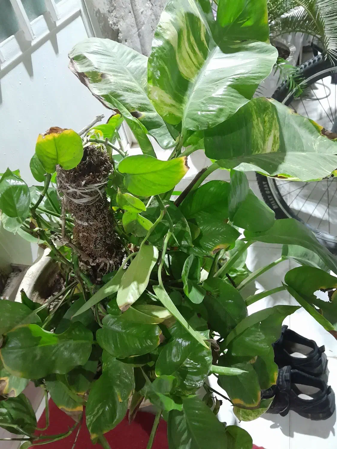 گل ودرخت طبیعی باقیمت مناسب|گل و گیاه طبیعی|قشم, |دیوار