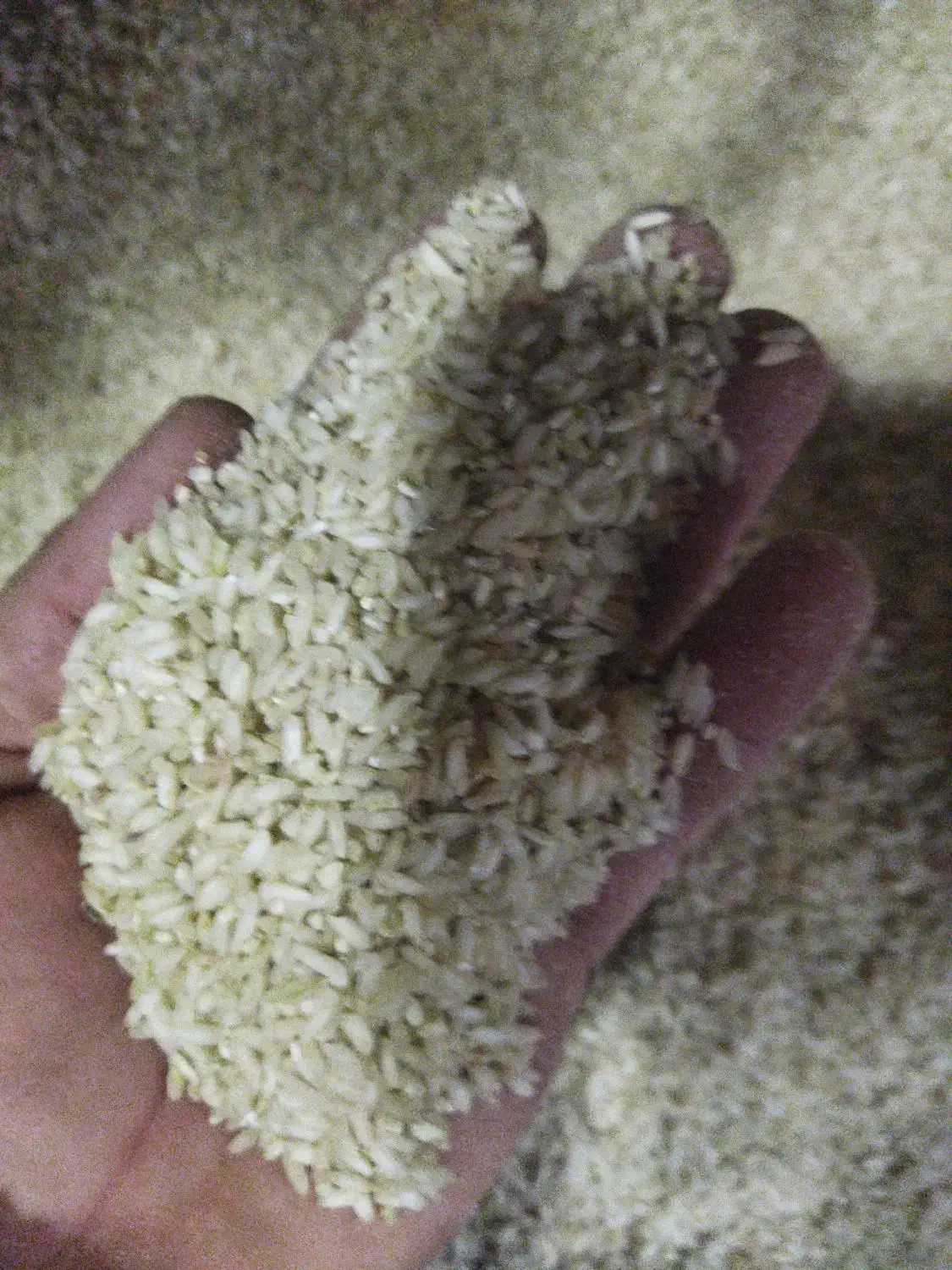 فروش برنج چمپا محلی|خوردنی و آشامیدنی|برازجان, |دیوار