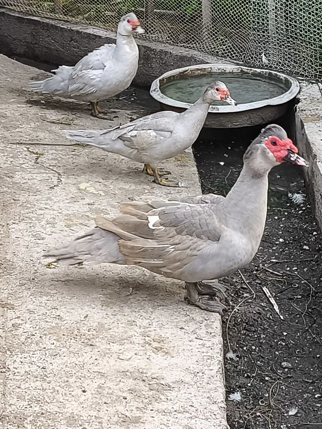 مسکویی نقره ای....بالغ|حیوانات مزرعه|عباسآباد, |دیوار