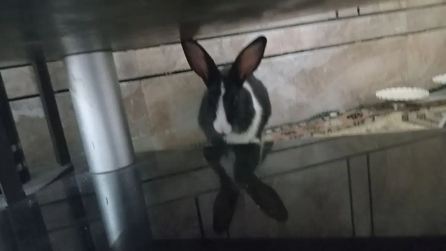 سه عددخرگوش|موش و خرگوش|اهواز, کوی رمضان|دیوار