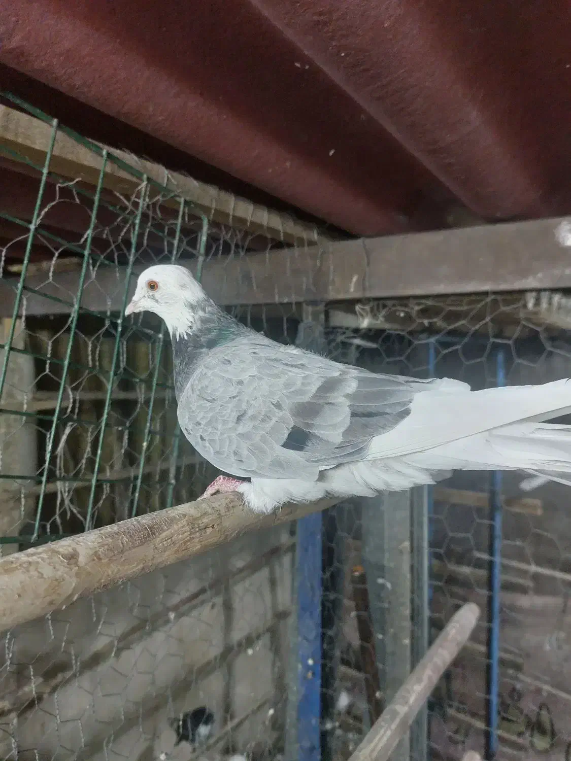 کفتر کبوتر پرشی|پرنده|ری, فیروزآبادی|دیوار