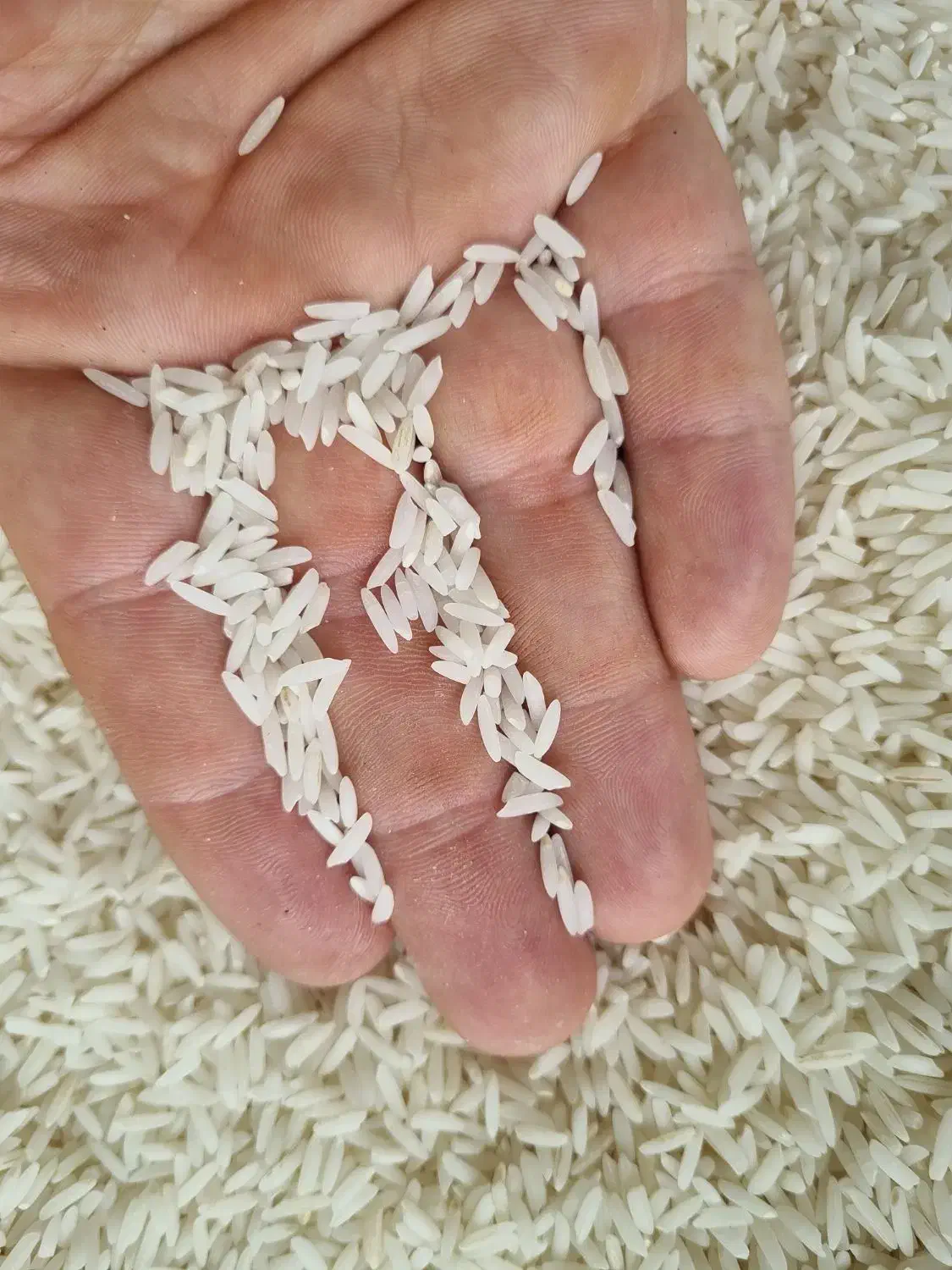 برنج هاشمی درجه۱ امساله تضمینی|خوردنی و آشامیدنی|رشت, حومه رشت|دیوار