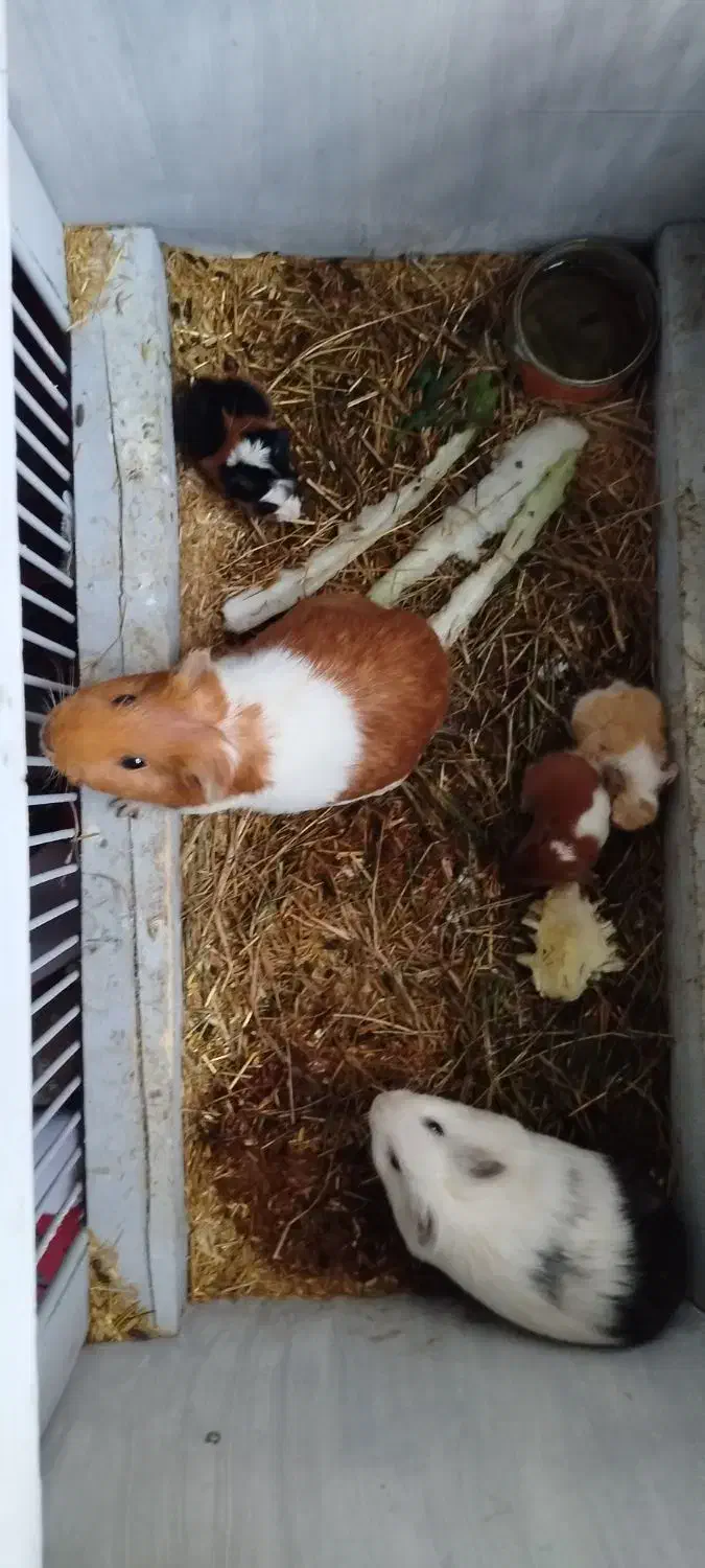 پنج عدد خوکچه هندی|موش و خرگوش|تبریز, |دیوار