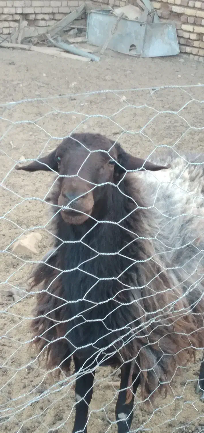 فروش قوچ|حیوانات مزرعه|شال, |دیوار