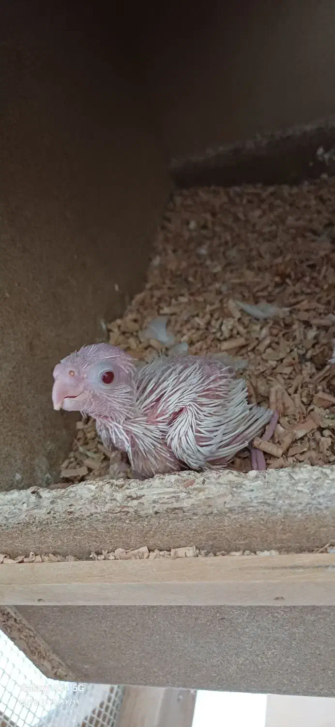 جوجه عروس هلندیی و دوتا کوتوله|پرنده|خمینی‌شهر, |دیوار