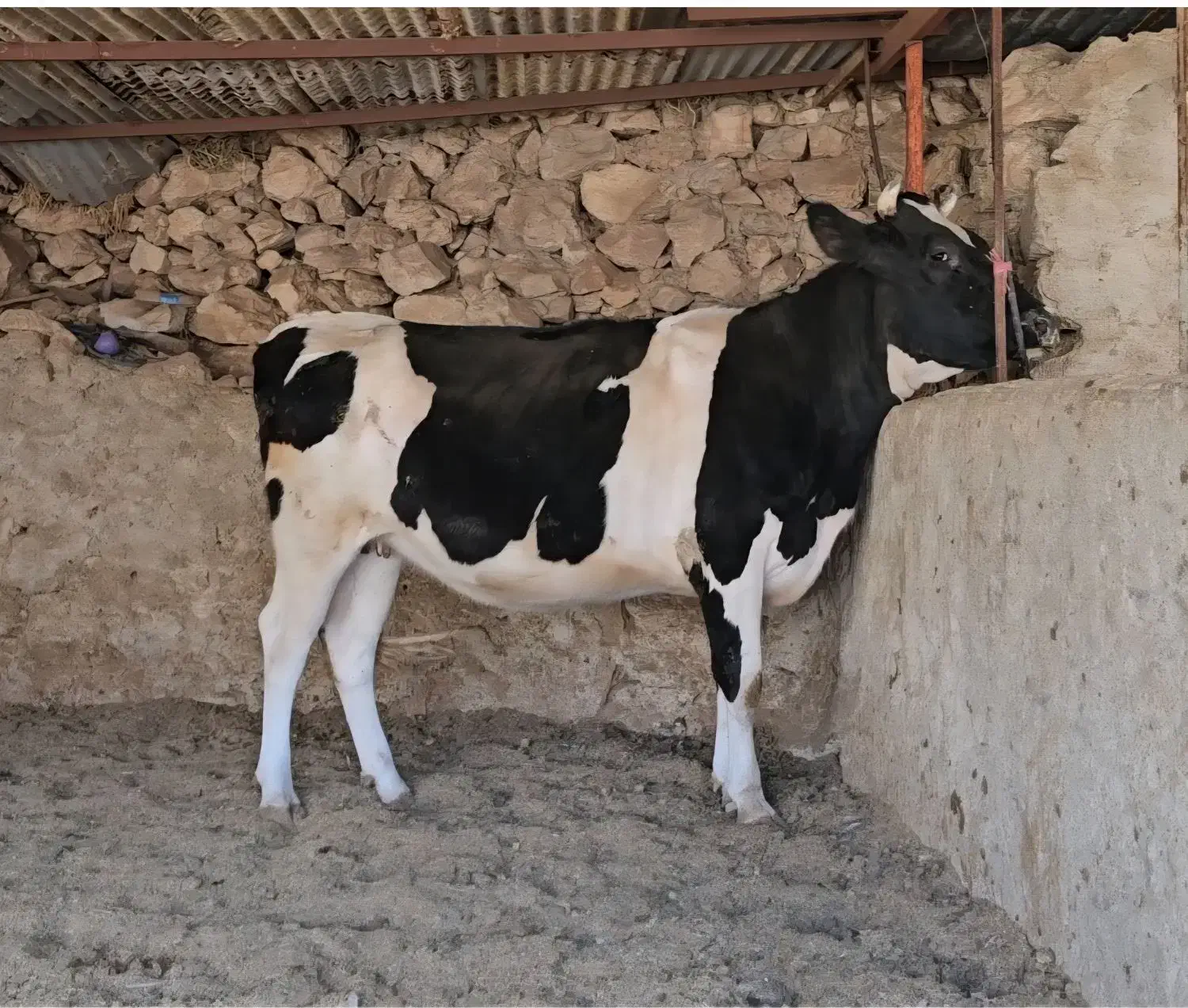 گاو نوبر|حیوانات مزرعه|شیراز, کرونی(خاتونک)|دیوار