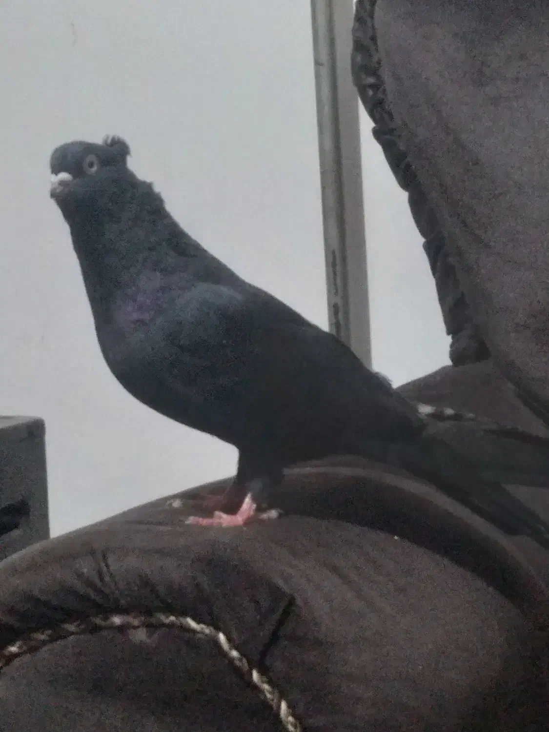 کبوتر قعطه دار کاکلی|پرنده|میاندوآب, |دیوار