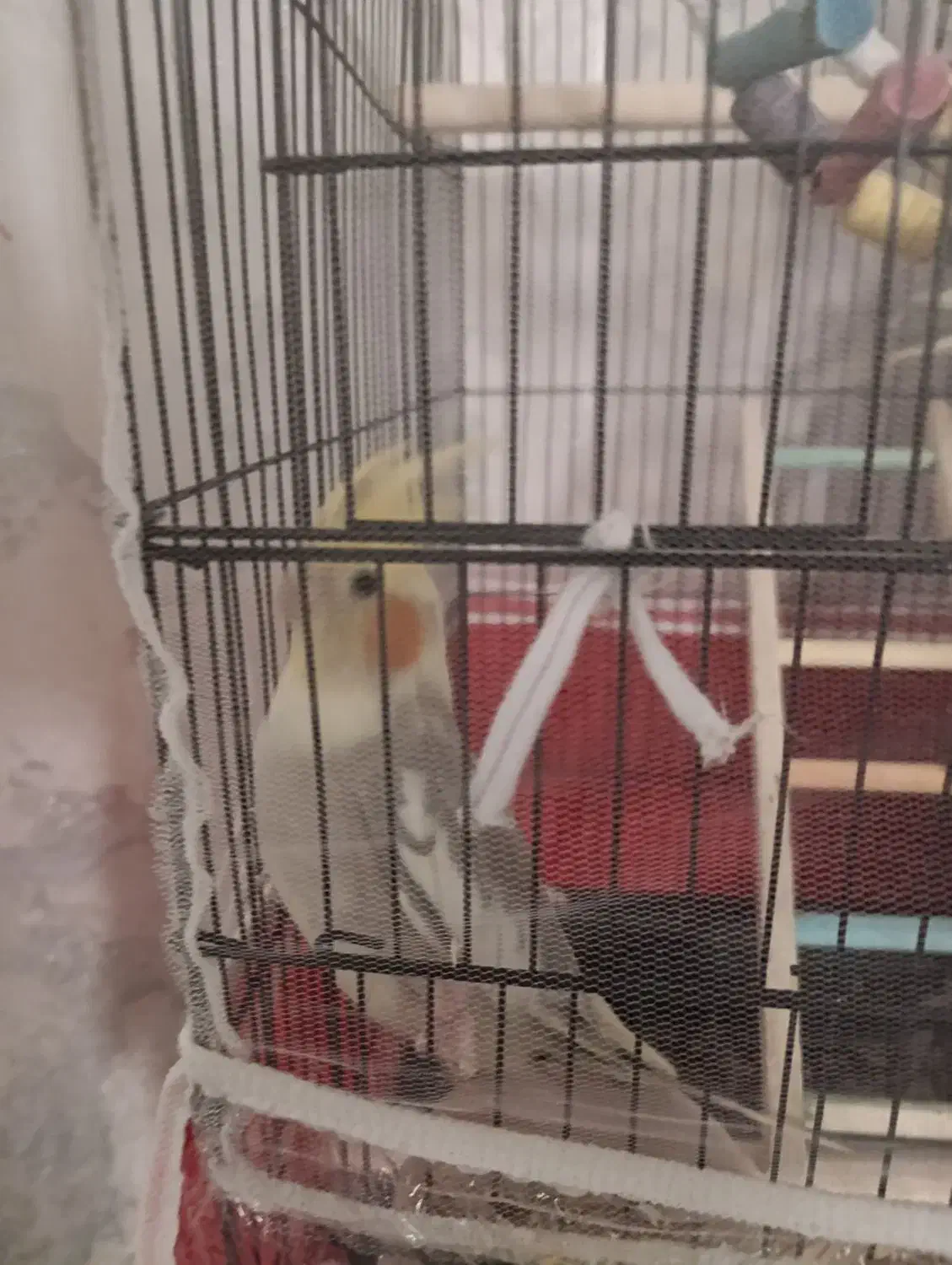 عروس هلندی|پرنده|پاکدشت, پاکدشت (مامازند)|دیوار