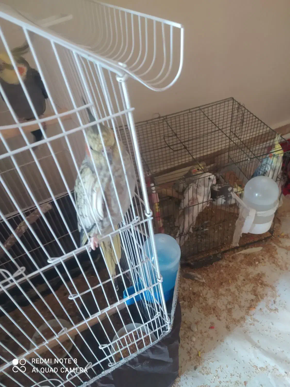 عروس هلندی|پرنده|محمدشهر, محمدشهر|دیوار