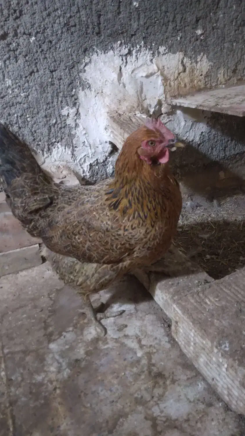 ۳عدد مرغ تخم گذار دانه ۴۰۰ تومان|حیوانات مزرعه|مشهد, سجادیه|دیوار