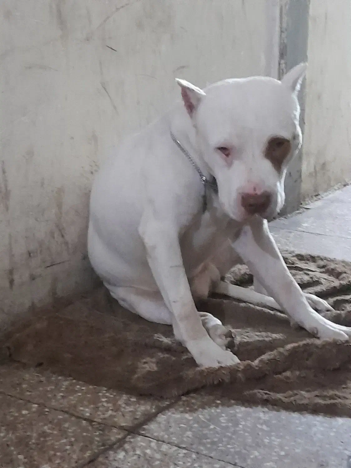 پیتبول|سگ|اسلام‌شهر, شهرک توحید|دیوار