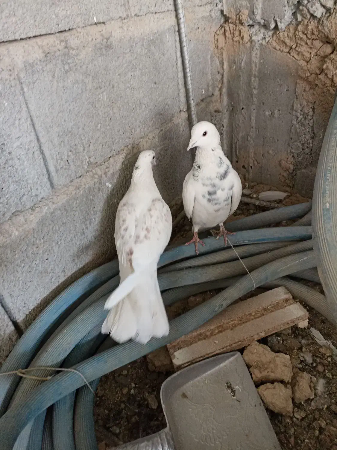 ی جفت فیت ب درد بخور|پرنده|لاران, |دیوار