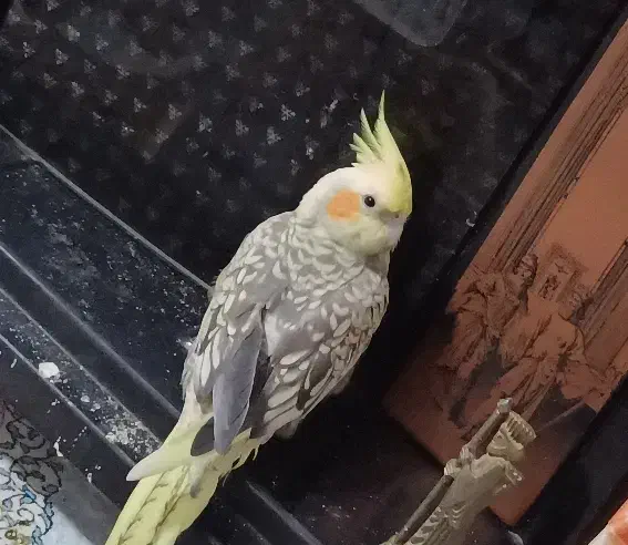 عروس هلندیم گم شده|حیوانات|قم, دروازه ری|دیوار