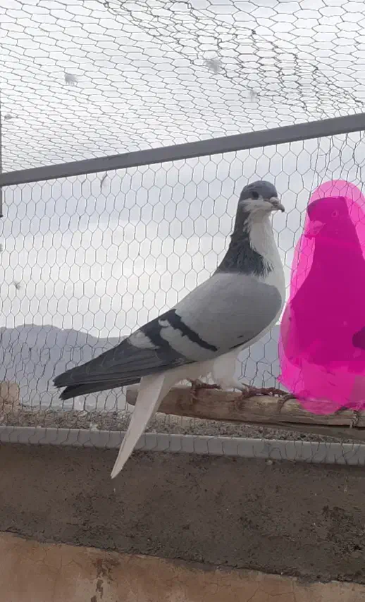 سالم بالغ|پرنده|مبارکه, |دیوار