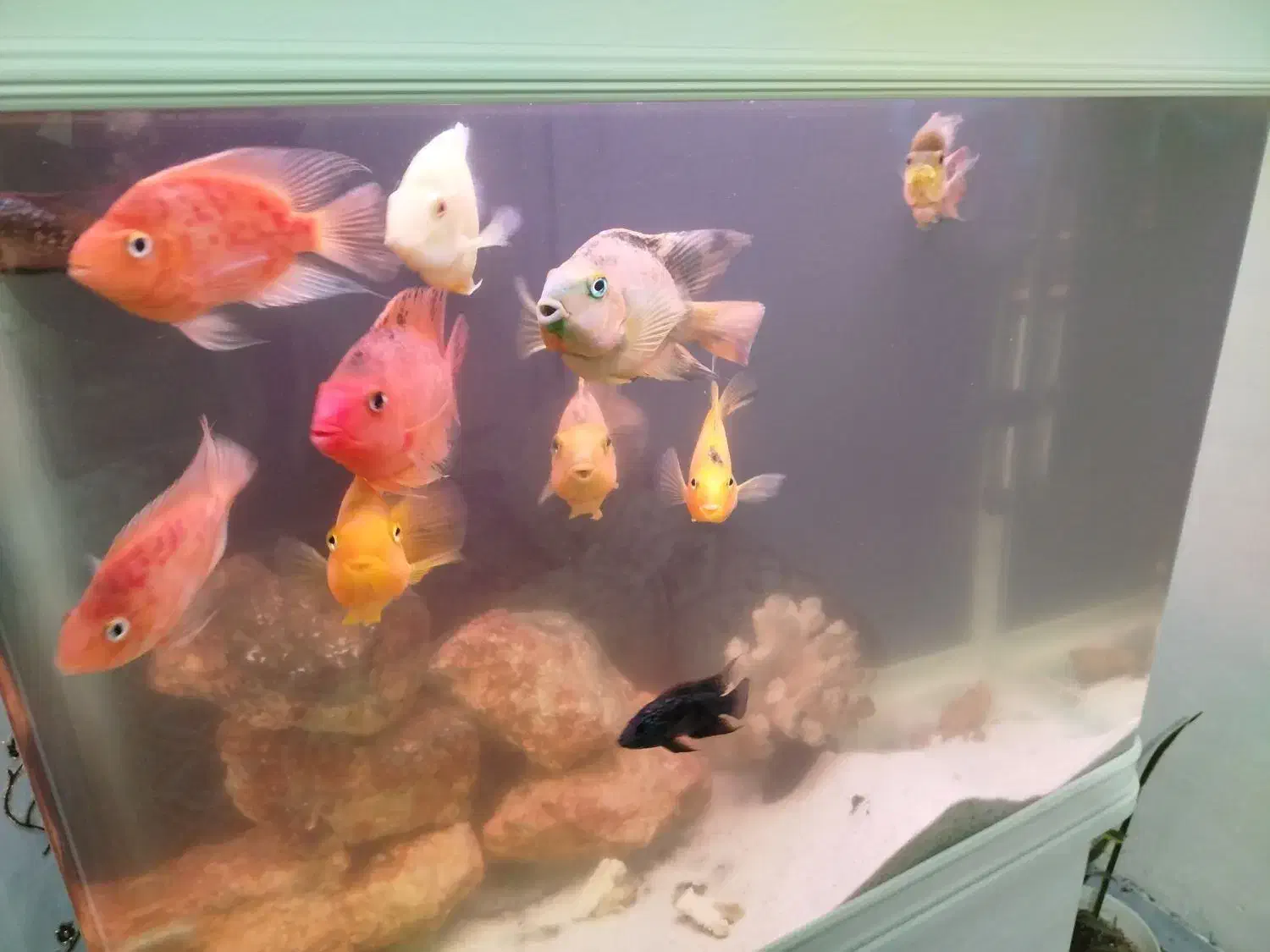 ماهی گوشتخوار در زهک|ماهی|زهک, |دیوار