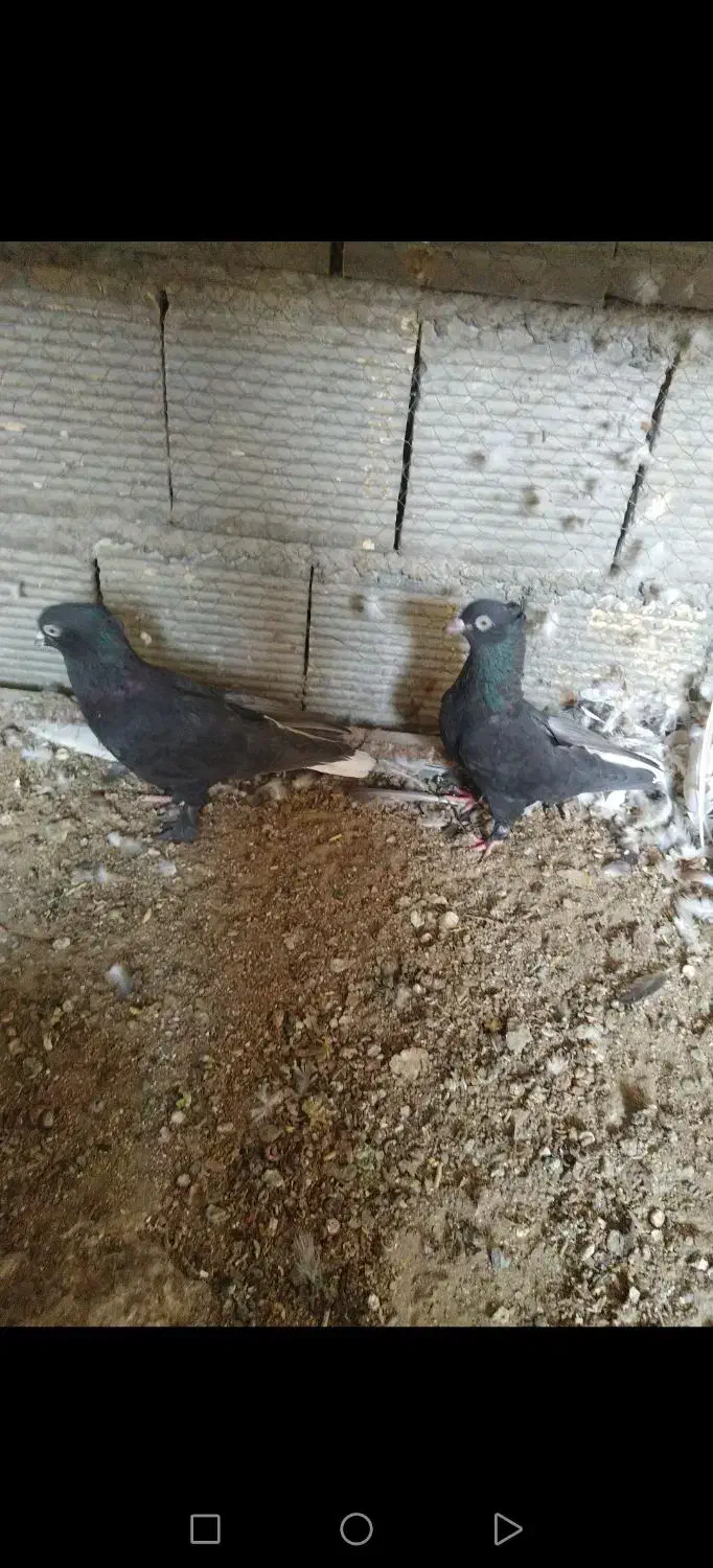 کبوتر سیاه دم سفید|پرنده|خمینی‌شهر, |دیوار