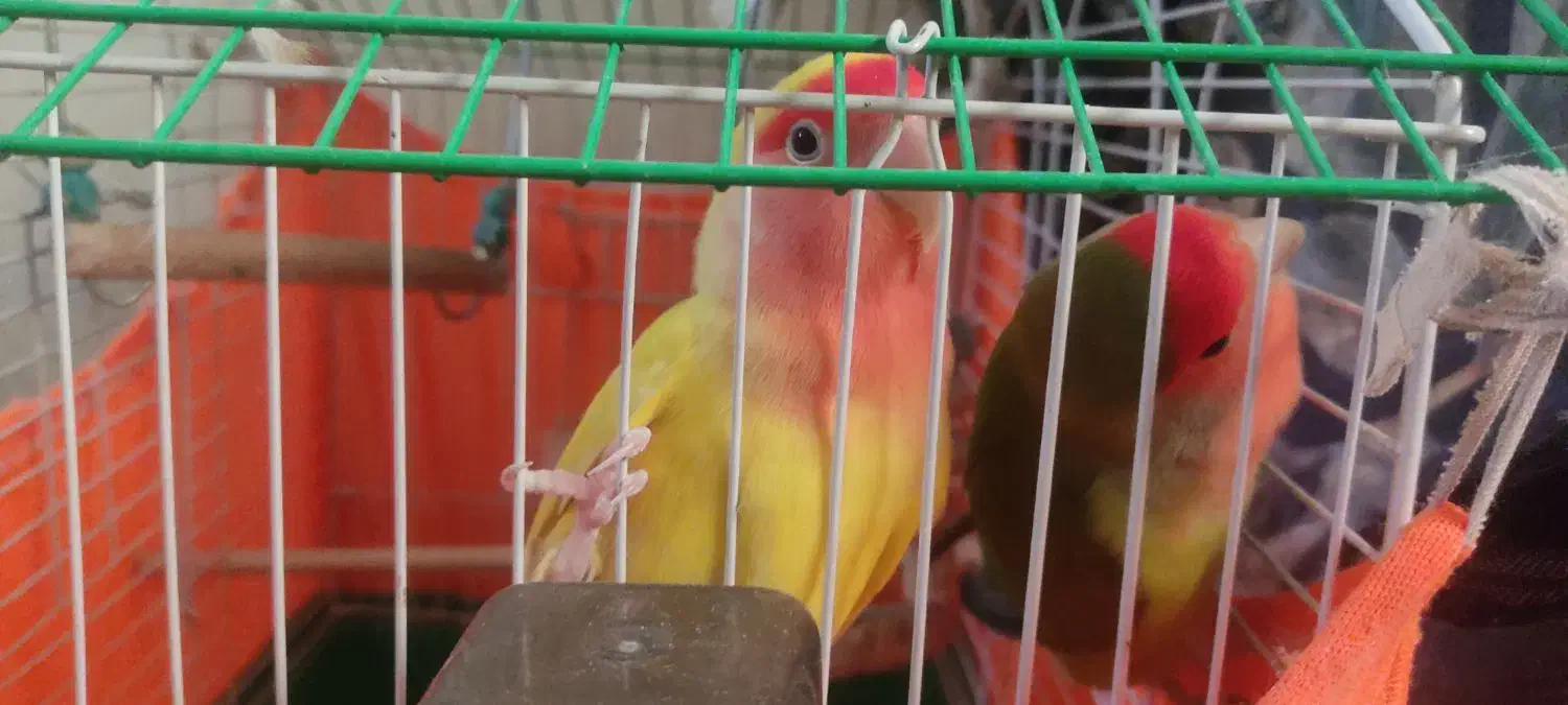 یه جفت طوطی برزیلی|پرنده|تهران, شهرک صادقیه|دیوار