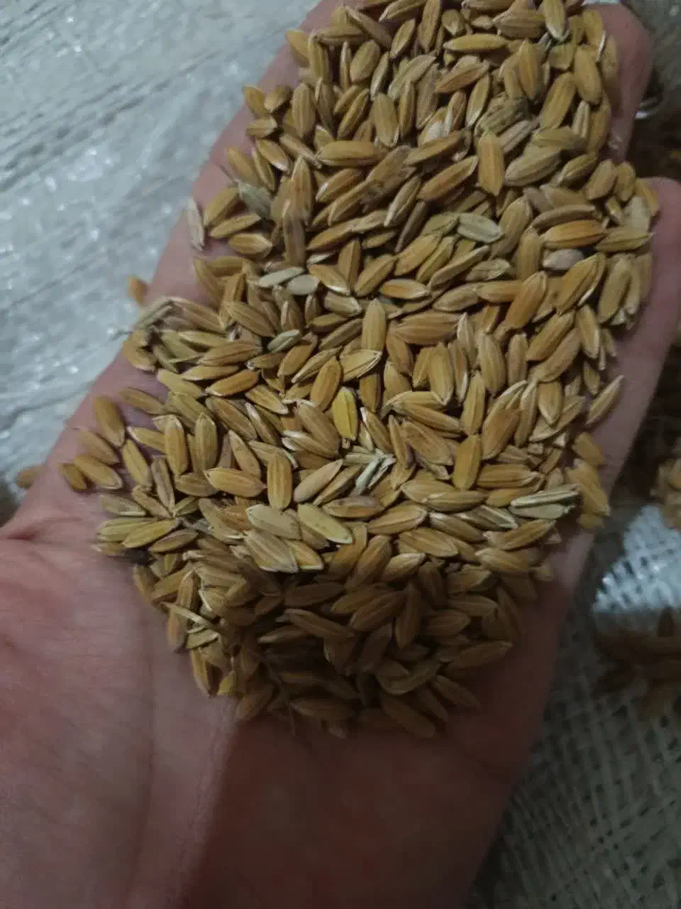 چلکوت لنجونی|خوردنی و آشامیدنی|مبارکه, |دیوار