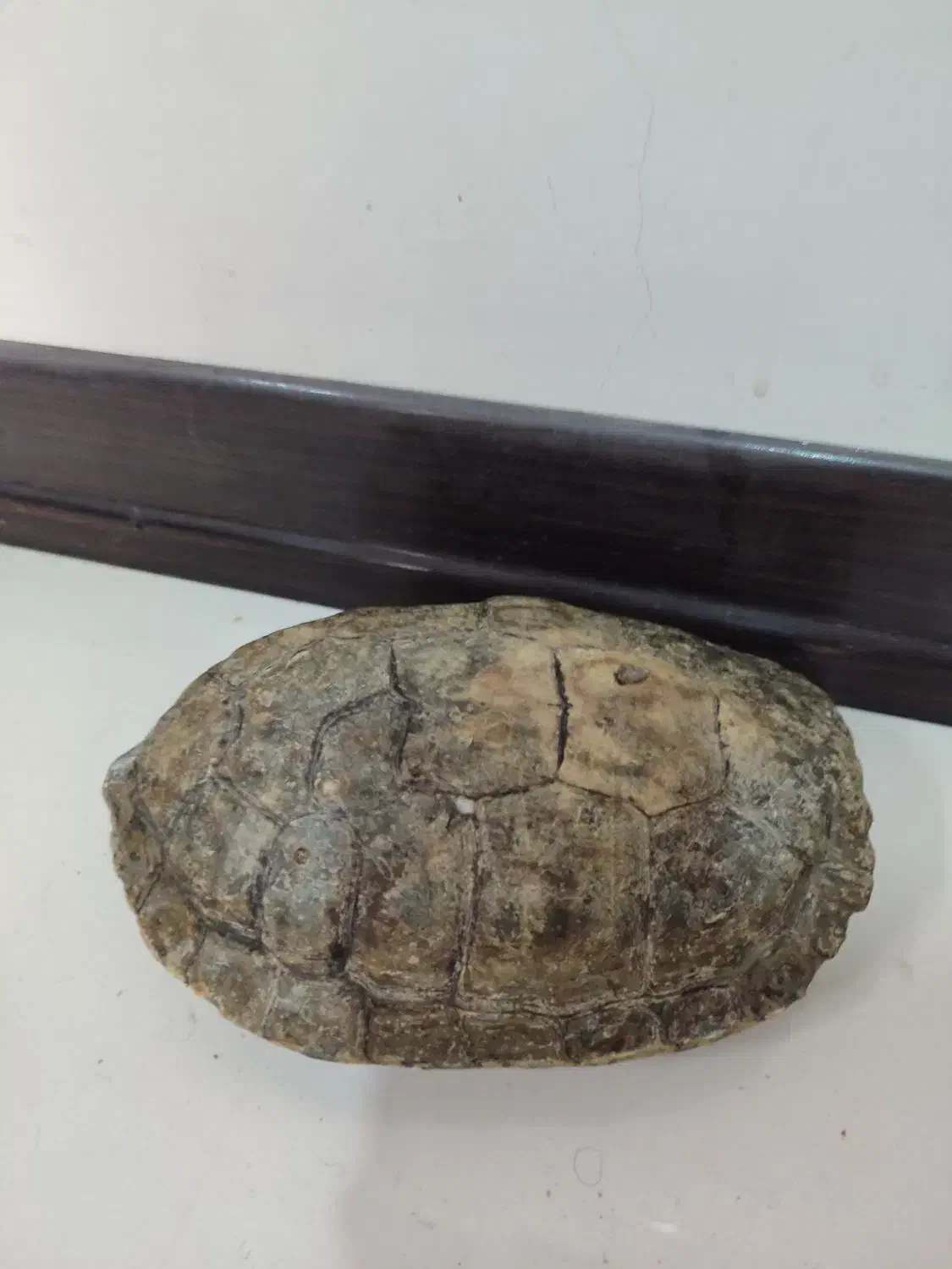 ماکت لاک لاکپشت|مجسمه، تندیس، ماکت|اصفهان, ملک‌شهر|دیوار